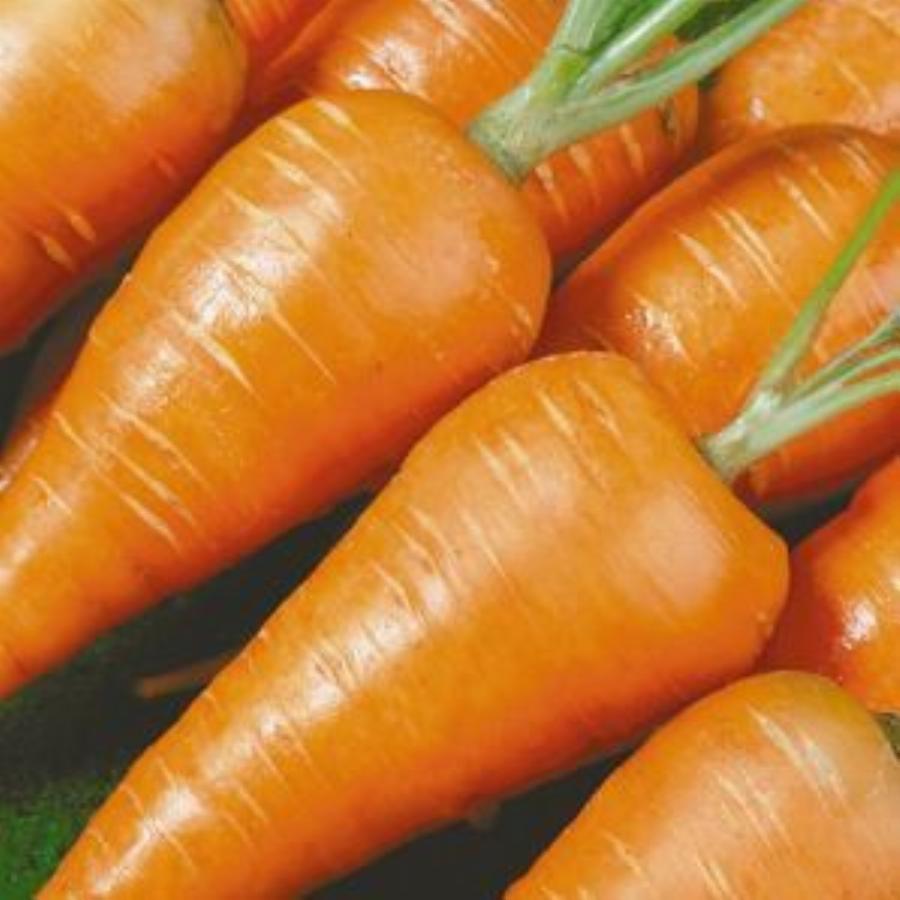 Лучшие сорта моркови для средней полосы. Морковь сорт МО. Морковь конусовидная сорта. Морковь Миникор (2г). Семена морковь МО (1,5грц/п).