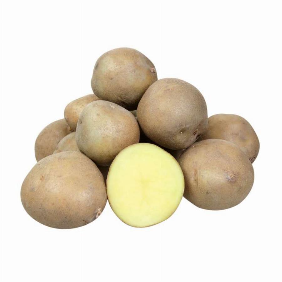 Колобок картофель характеристика отзывы. Картофель семенной Колобок. Сорт картофеля Колобок. Семенной картофель суперэлита. Сорт картошки Колобок.