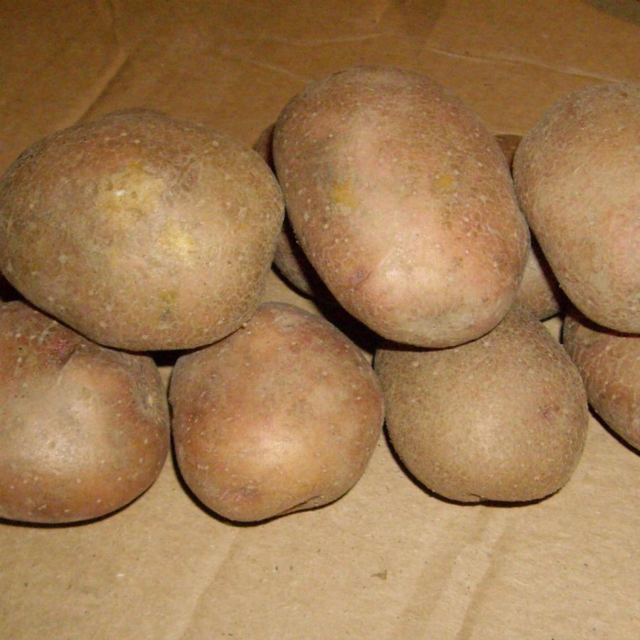 Купить семенной картофель в воронеже. Картофель сорт Родриго. Картофель Егорша семенной 2021. Картофель Лукьяновский. Семена картофеля суперэлита.