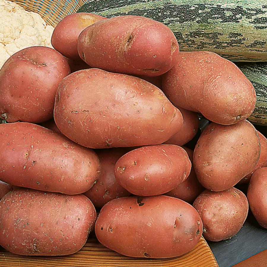 Урожайные сорта картофеля для средней. Сорт картофеля Дезире. Семенной картофель сорт Дезире. Семенной картофель Зекура. Сорт картофеля Зекура.