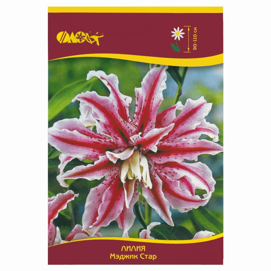 Lilium 'Magic Star', Lily 'Magic Star' (Oriental) - uploaded by @shelleyB