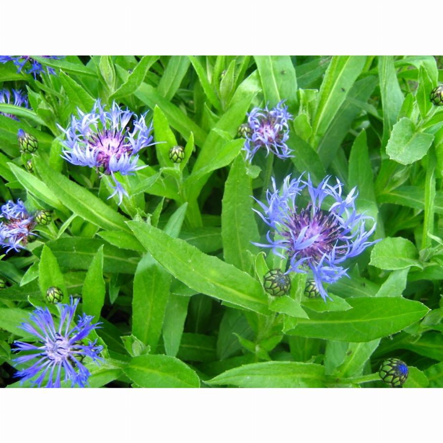 Василек посев. Василек горный грандифлора. Василек горный (Centaurea Montana). Василек горный многолетний синий. Василек горный grandiflora.