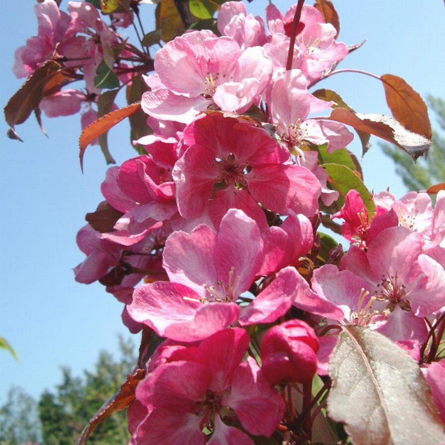 Купить розовую яблоню. Яблоня Malus Rudolph. Яблоня `лизет`, Malus `Liset`.