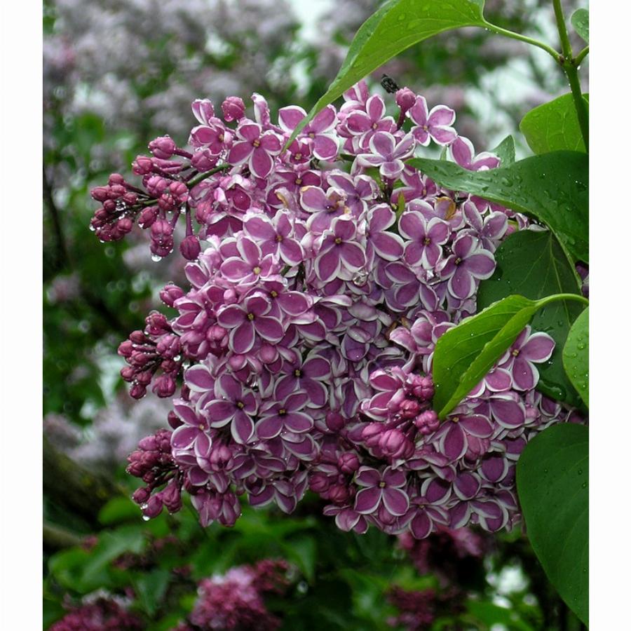 Купить сирень красная москва. Syringa vulgaris сенсация. Сирень пурпурная сенсация. Сирень красная Москва. Сирень обыкновенная красная Москва.