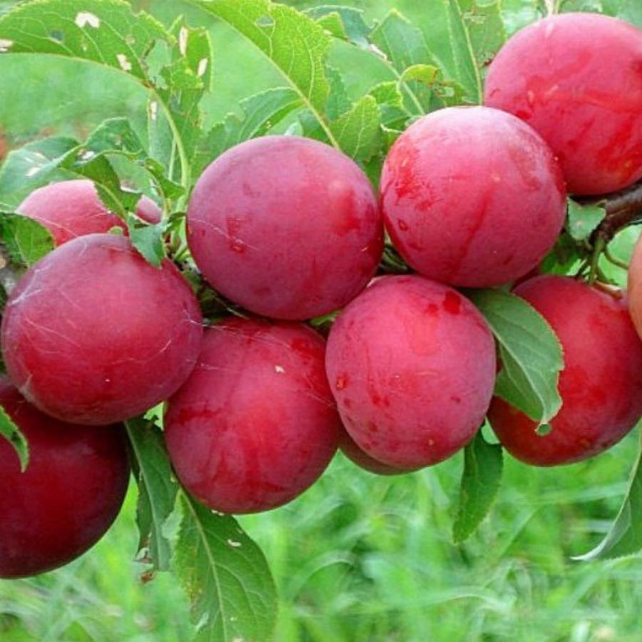 Диплоидная Слива Купить Саженцы Саженцы Бори