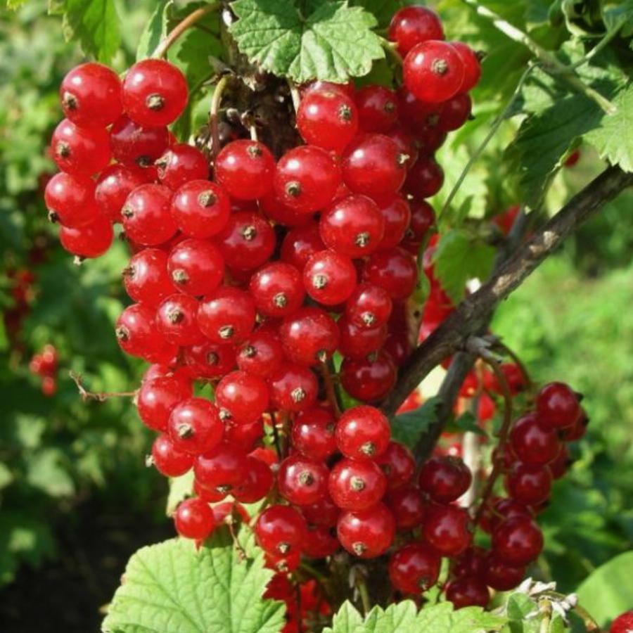Смородина Красная Вишневая Купить