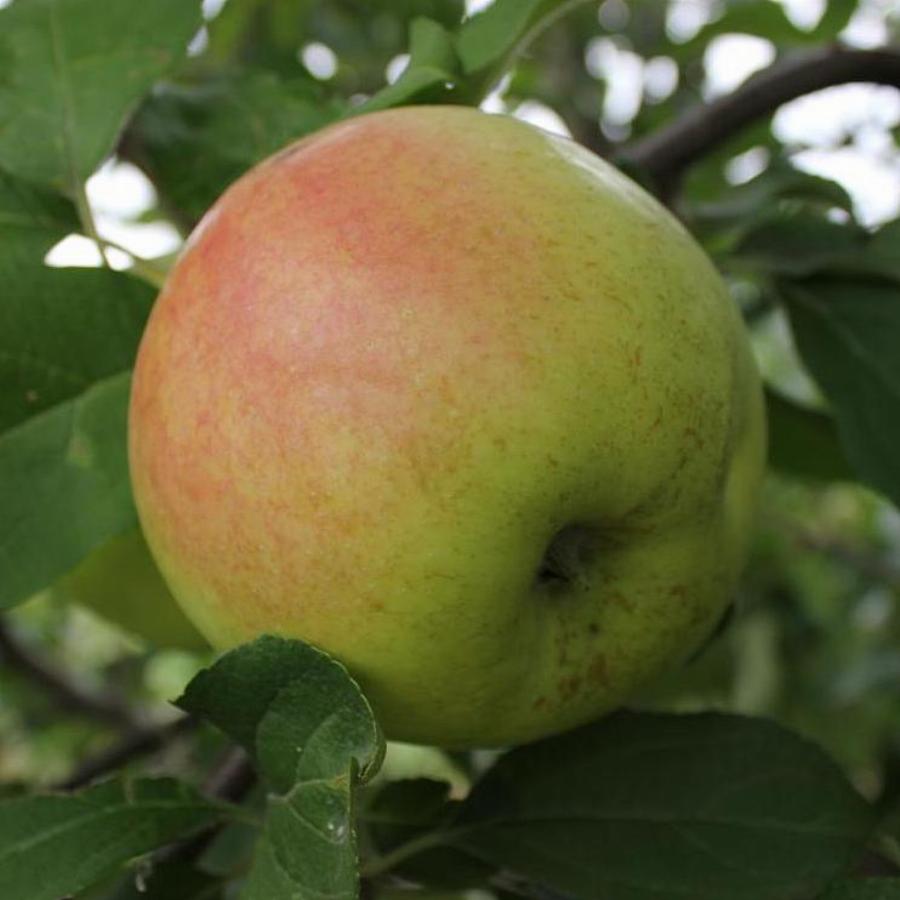 Флера яблоки. Яблоня "Брянское золотистое" (Malus domestica). Яблоня Джонатан. Голден Делишес сорта яблони. Сорт яблок Джонатан.