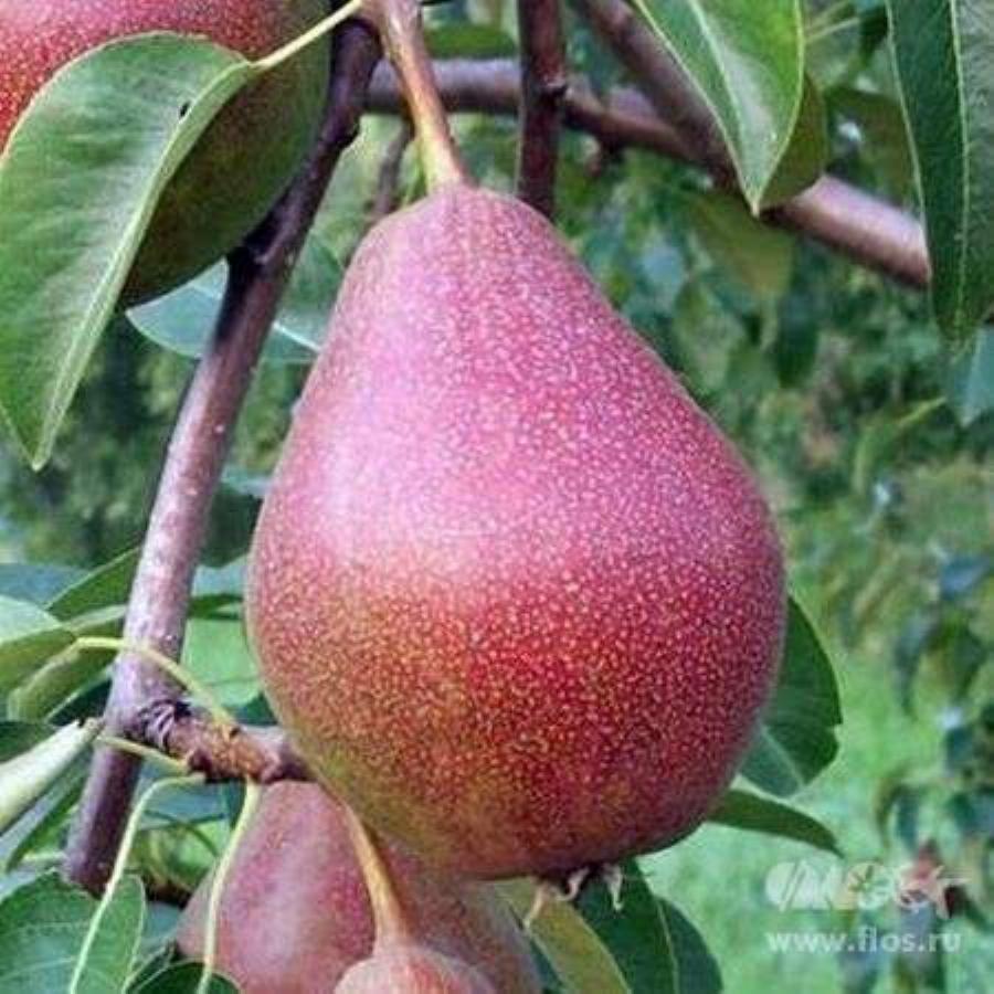 Груша Мраморная Описание Сорта Фото Отзывы Опылители