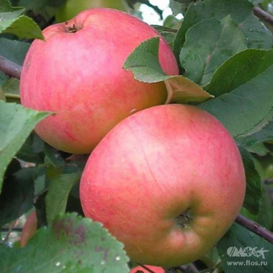 Сладкие сорта яблонь для средней полосы. Яблоня москвичка. Сорт яблок осенний Орлика. Яблоня полукультурка ароматное. Яблоня Орлик.