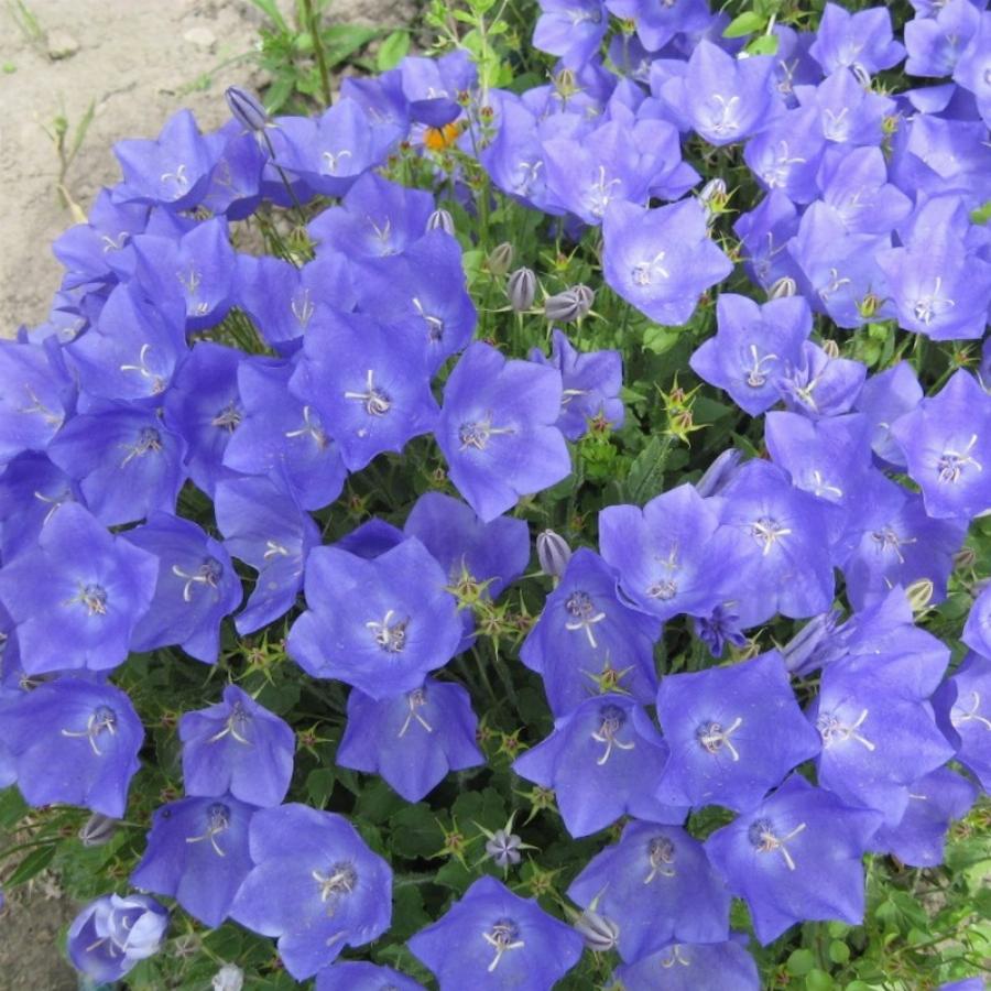 Колокольчик кампанула. Колокольчик Карпатский (Campanula Carpatica). Колокольчик Карпатский Белогорье. Колокольчик Карпатский Авида Блу. Колокольчик Карпатский Перл дип Блю.