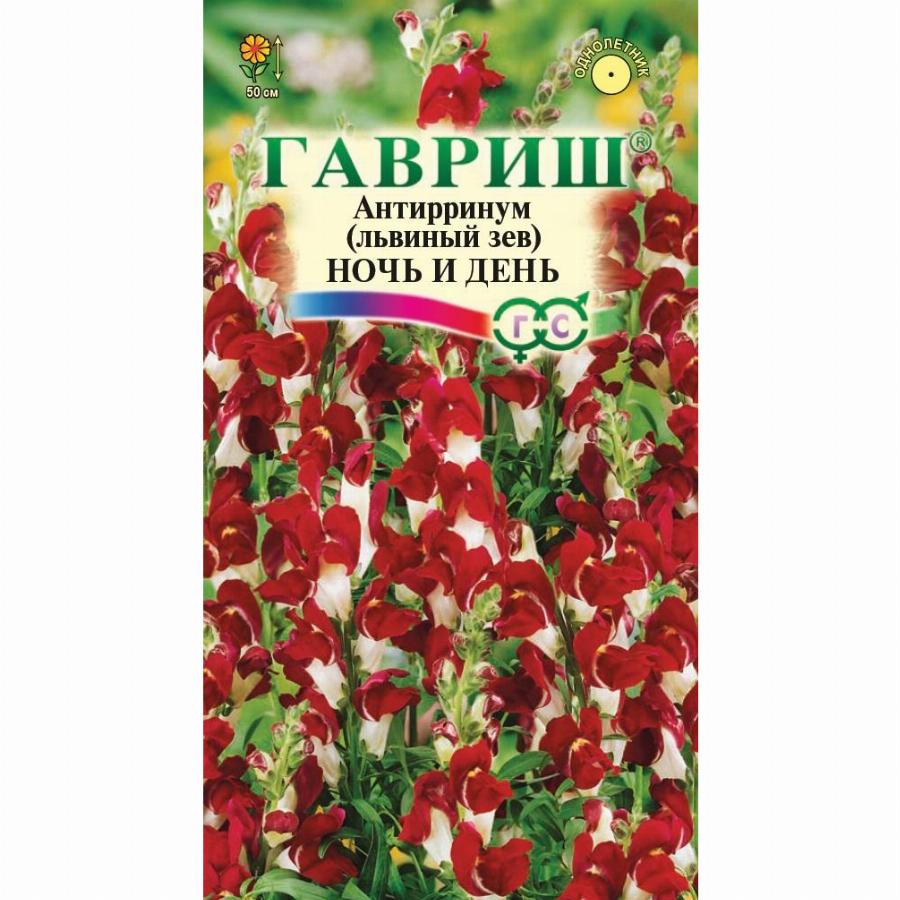 Львиный зев день ночь