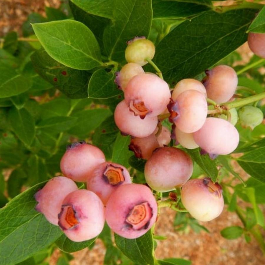 Голубика пинк лимонад описание сорта. Vaccinium Pink Blueberry. Vaccinium corymbosum Pink Popcorn. Голубика Пинк Лемонейд. Голубика Пинк лимонад.