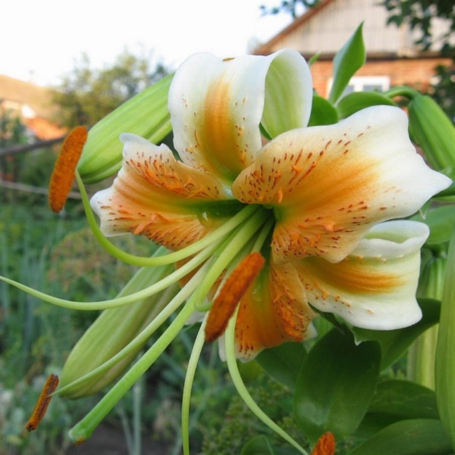 ✔ Лилия Леди Алиса (Lilium Lady Alice), 2шт, Color Line по цене 0 руб. ◈ Большой