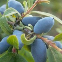 ЖИМОЛОСТЬ ПЛОДОВАЯ АМФОРА пакет