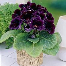 ГЛОКСИНИЯ ВИОЛАЦЕЯ н/ф 6/7