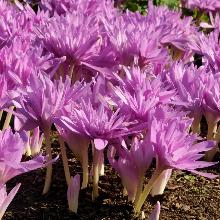БЕЗВРЕМЕННИК МАХРОВЫЙ WATERLILY пакет