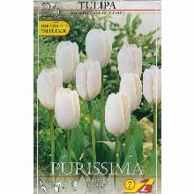 ТЮЛЬПАН ПУРИССИМА (УАТ ЭМПЕРОР) 25шт-карточка lefeber