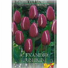 ТЮЛЬПАН АЛЕКСАНДР ПУШКИН 10шт-карточка lefeber