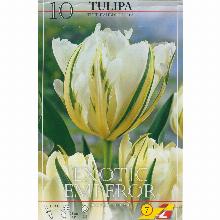 ТЮЛЬПАН ЭКЗОТИК ЭМПЕРОР 10шт-карточка lefeber