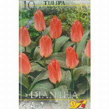 ТЮЛЬПАН ДИАНТА 10шт-карточка lefeber