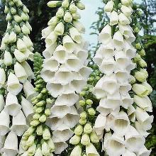 НАПЕРСТЯНКА WHITE горшок-с2
