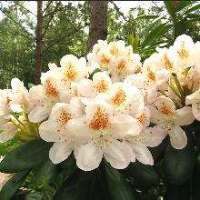 РОДОДЕНДРОН ГИБРИДНЫЙ ПЕРНИЛЛА горшок-с5