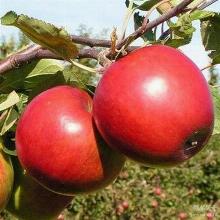 ЯБЛОНЯ ПОСПЕХ горшок-с15