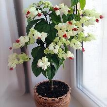 КЛЕРОДЕНДРУМ   горшок-с1 флос