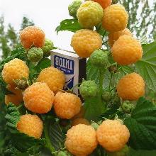 МАЛИНА РЕМОНТАНТНАЯ УТРЕННЯЯ РОСА пакет