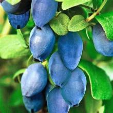 ЖИМОЛОСТЬ ПЛОДОВАЯ БЕРРИ БЛЮ пакет