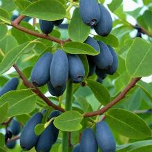 ЖИМОЛОСТЬ ПЛОДОВАЯ БЛЮ ВЕЛЬВЕТ пакет