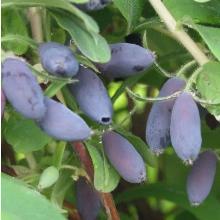 ЖИМОЛОСТЬ ПЛОДОВАЯ КАМЧАДАЛКА пакет