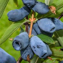 ЖИМОЛОСТЬ ПЛОДОВАЯ СИНЕГЛАЗКА пакет