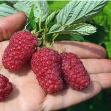 МАЛИНА КРАСА РОССИИ пакет